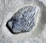 Punctaptychus malbosi