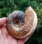 Kepplerites с сохранившимся устьем