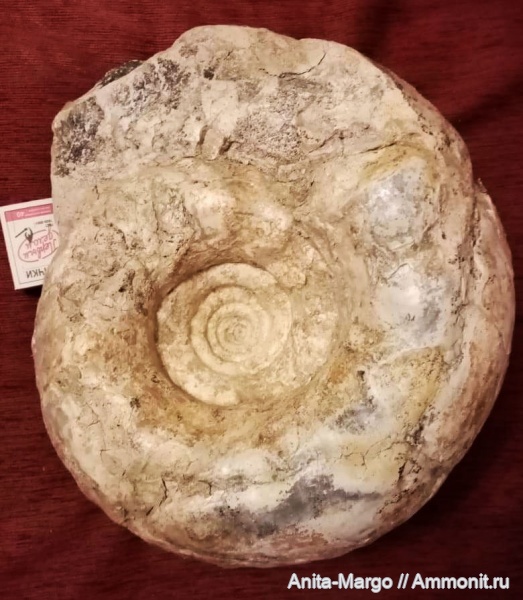 аммониты, Erymnoceras
