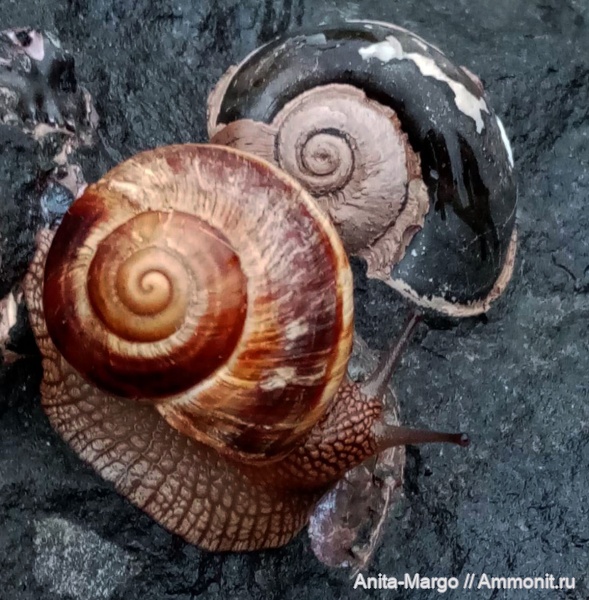 Ampullina