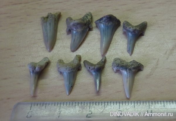 мел, зубы акул, Варавинский овраг, Cretaceous, shark teeth