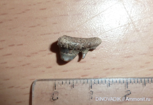 мел, Cretaceous