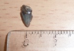 зуб акулы Sgualicorax