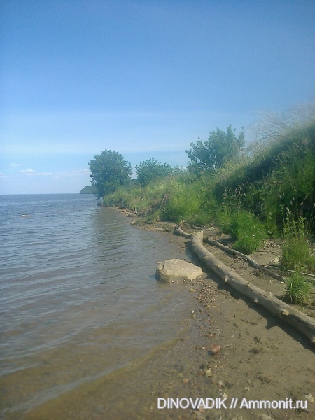 аммониты, белемниты, гастроподы, р. Волга