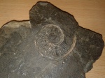 Аммонит Amoeboceras