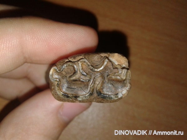 зубы, млекопитающие, кайнозой, ?, непарнокопытные, лошади, ослы