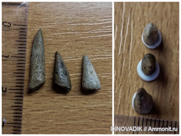 рыбы, зубы, ?, костные рыбы, tooth