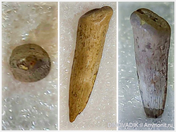 мел, рыбы, зубы, сеноман, Варавинский овраг, Protosphyraena