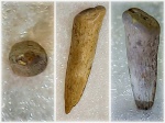 Зуб Protosphyraena sp.