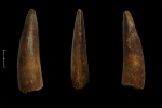 Зуб Spinosaurus aegyptiacus (Stromer, 1915).