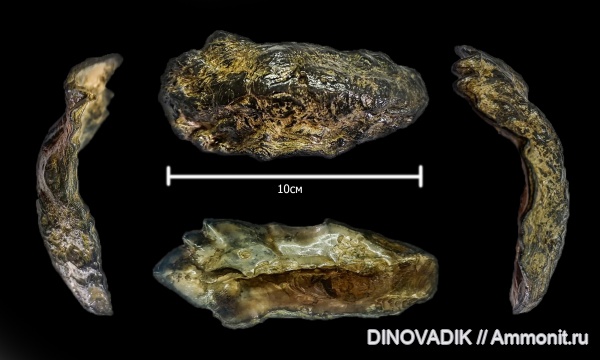 моллюски, юра, келловей, Ostreidae, bivalvia, окфорд