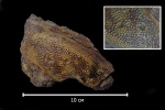 Крупная пластина Плакодермы Bothriolepis sp. (Eichwald, 1840) (?).