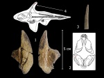 Ихтиодорулит химеры и мандибулярная пластина Elasmodus sp.