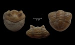 Свернувшийся панцирь трилобита Asaphus kotlukovi (Balashova, 1953).