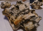 Колониальный коралл Petalaxis частично замещенный кремнезёмом