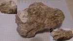 Аммонит из моренных отложений