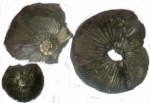 V. virgatus