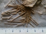 Archaeocidaris sp. Вид "A. nikitini"