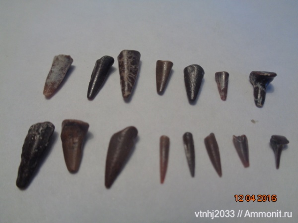 мел, зубы, Саратовская область, teeth