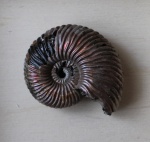 Quenstedtoceras henrici