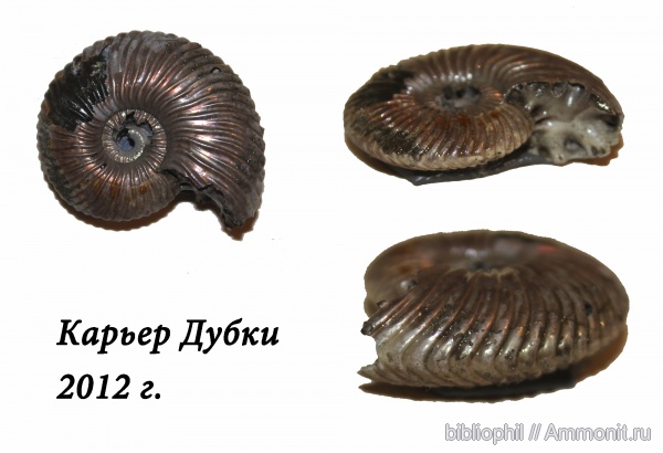 юра, Дубки, Jurassic