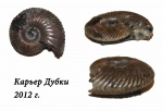 Quenstedtoceras henrici