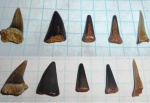 Зубы акулы Lamniformes indet.