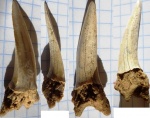 Striatolamia