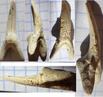 "Carcharias" sp.