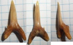 "Carcharias sp. sensu Cappetta"