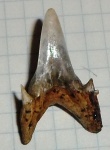 "Jaekelotodus"