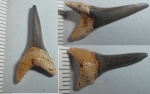 "Carcharias sp." ?