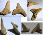 Зубы на определение. Jaekelotodus