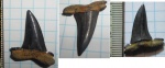 Striatolamia macrota