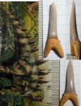Striatolamia aff. macrota