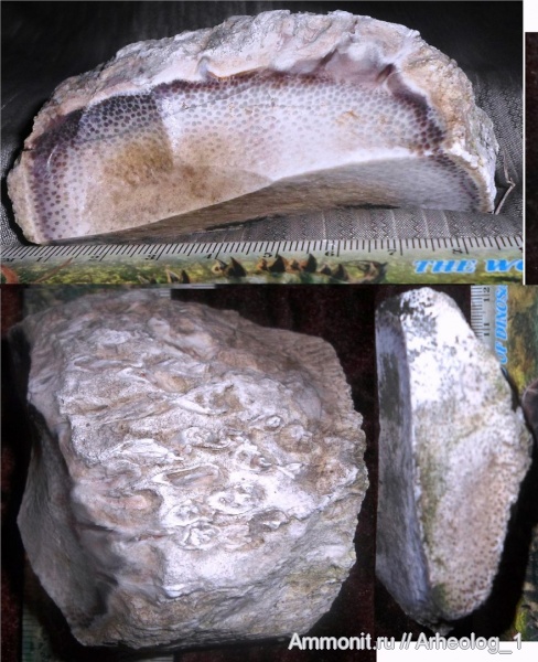 Palmoxylon, пальмы
