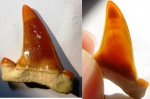 amber dente Striatolamia
