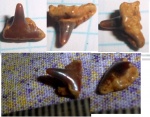 Synechodus