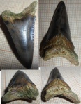 Carharoclus