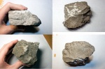 Lithostrotion