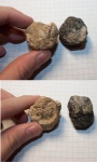 Ругозы из карбона
