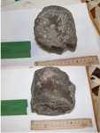 Позвонок плезиозавра Plesiosauridae gen. ind.