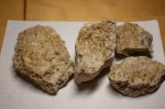 Губки Chaetetes