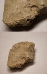 Гастрапода