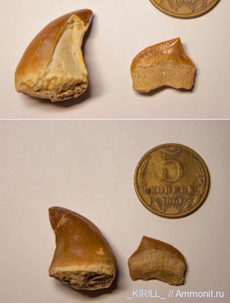 мел, Squalicorax, зубы акул, Squalicorax pristodontus