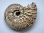 Михайловские Kosmoceras