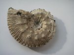 Kosmoceras sp.