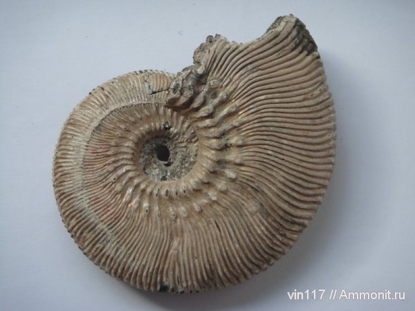 аммониты, Михайлов, Kosmoceras, келловей, Kosmoceras phaeinum, Kosmoceratidae, Ammonites, Callovian, Middle Jurassic