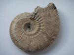 Kosmoceras phaeinum