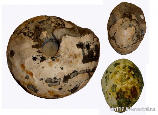 нижний келловей, Cadochamoussetia, Нижегородская область, Болдино, Cadochamoussetia surensis, Lower Callovian